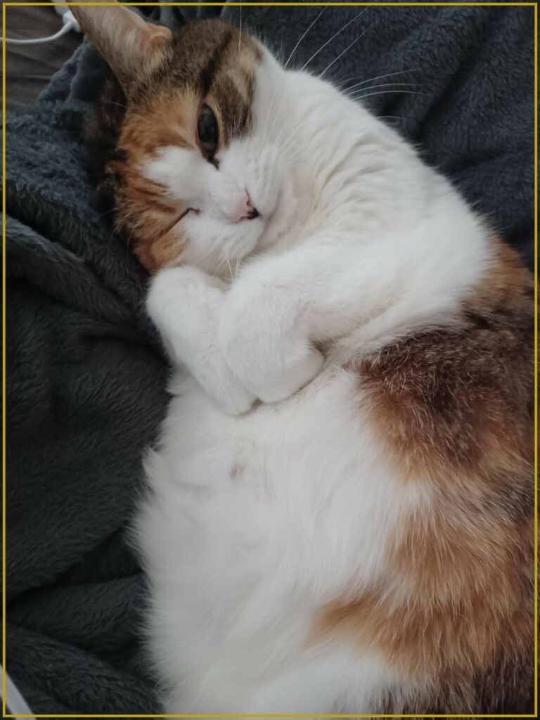 Calico cat with one eye closed, on her back, her paws in the shape of a heart. There is a thin golden frame around the picture.