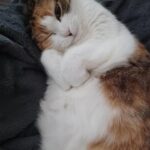Calico cat with one eye closed, on her back, her paws in the shape of a heart