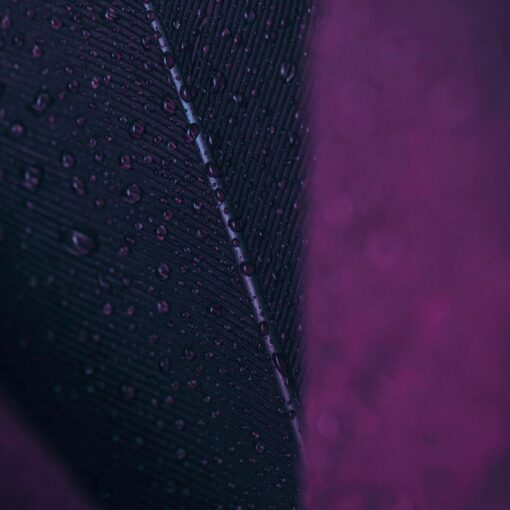 Close zoom on a wet black and purple feather