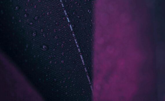 Close zoom on a wet black and purple feather