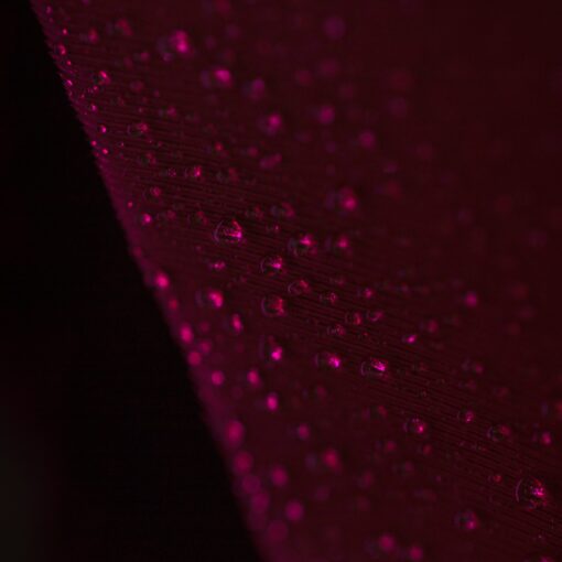 Close up of a wet feather in plum color.